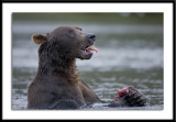 Kodiak Bear Alaska 2011 #4