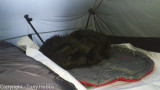 Bess in tent on her bed.  Tent in my conservatory ;-)