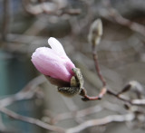 Magnolia bud 334.jpg