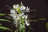 Cleome 491.jpg