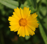 Coreopsis 493.jpg