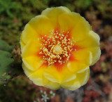 cactus blossom 505.jpg