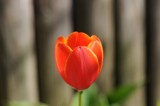 red with yellow edge tulip 898.jpg