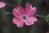 Dogwood Pink  901.jpg