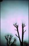 bare tree tops against a darkening sky