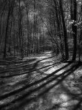 infra 8 woodland