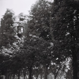 arbres. Jardin du Musee Rodin