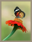 Leopard Lacewing