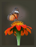 Leopard Lacewing