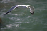 seagull