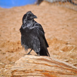 One of our Ranch Ravens 