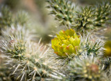 The Cholla Are Blooming