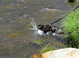 The Water Dog 