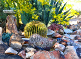 Cacti Garden.