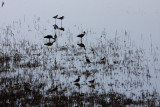 IMG_3392ap.jpg