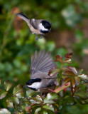Black-Capped Chicadees