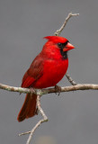 Cardinal, Male