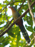 Red-billed Malkoha