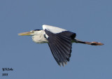 Heron