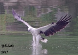 White-bellied Sea Eagle catching fish