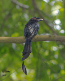 Great Racket-tailed Drongo