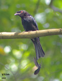 Great Racket-tailed Drongo