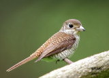 Tiger Shrike