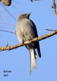 Ashy Drongo