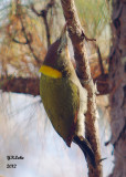 Greater Yellownape