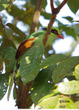 Green Magpie