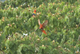 Scarlet Macaws in a Balsa Tree