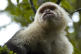 White-Faced Capuchin