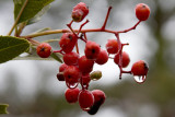 Winter Berries