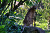 Taman Safari Bogor-Puncak