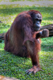 Taman Safari Bogor-Puncak