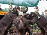 Taman Safari Bogor/Puncak Indonesia