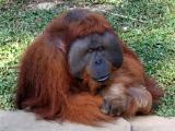 Taman Safari Bogor/Puncak Indonesia
