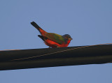 Painted Bunting