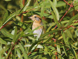 Nelsons Sparrow