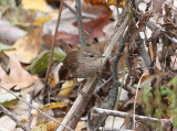 Winter Wren