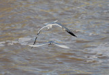 Forsters Tern with Ring-billed Gull giving chase
