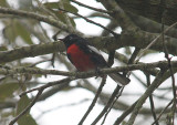 Painted Redstart