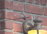 Calliope Hummingbird