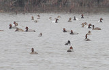 Canvasbacks and Redheads 