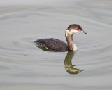 Horned Grebe