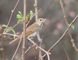 Hermit Thrush