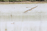 Peregrine with Yellowlegs in its sights