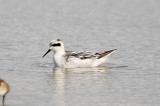 Red-necked Phalarope