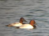 Canvasbacks