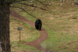 Hellroaring Bear on Path